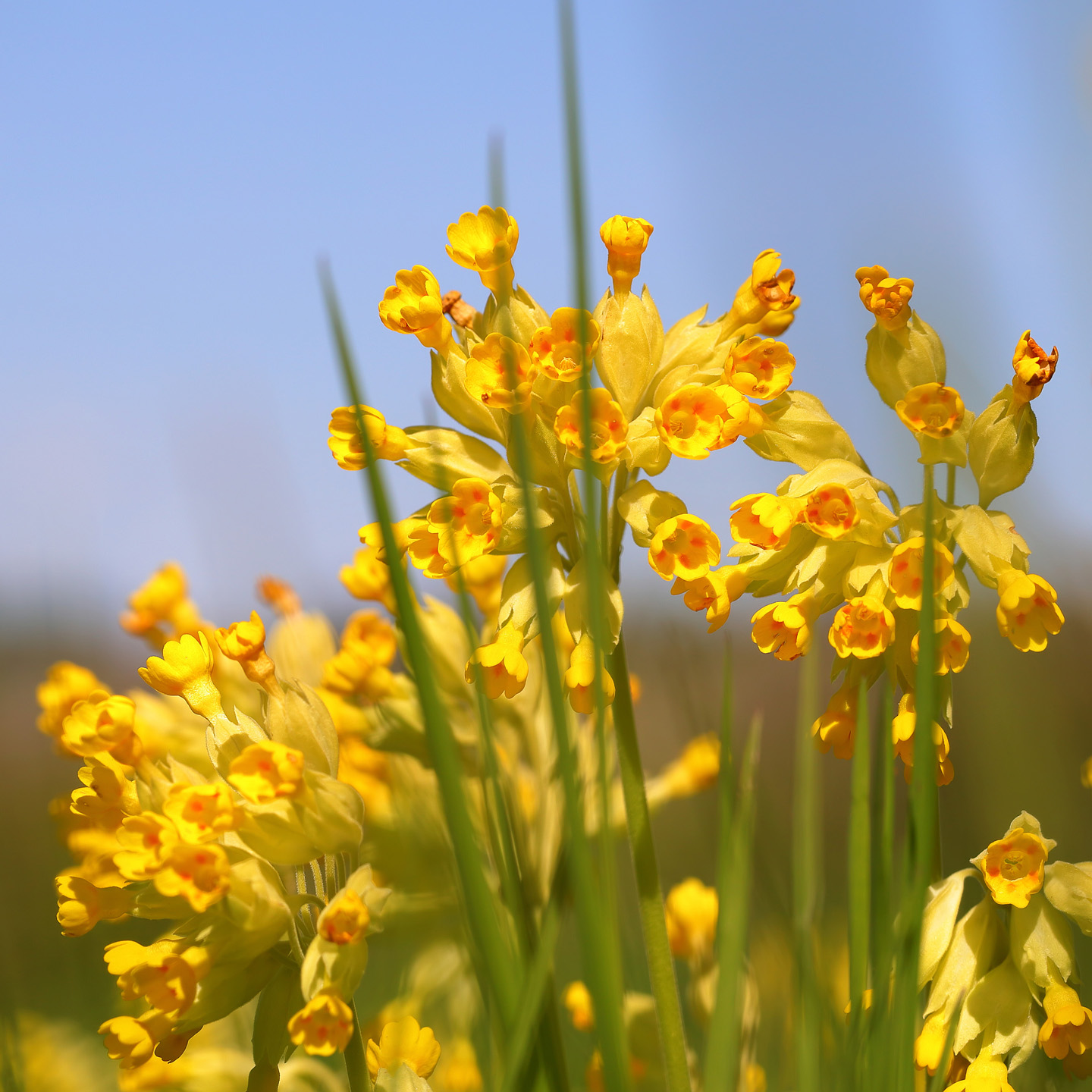 Echte Schlüsselblume vor blauem Himmel